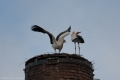 Storch 2009-011